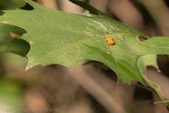 Coccinella septempunctata
