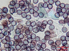 Physarum leucophaeum