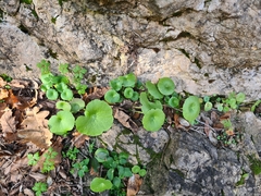 Umbilicus rupestris