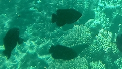 Dascyllus trimaculatus