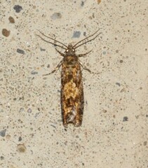 Zeiraphera improbana