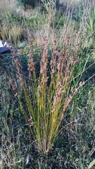 Juncus australis