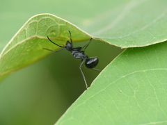 Polyrhachis gagates