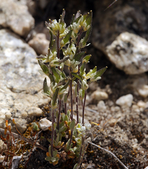 Draba breweri