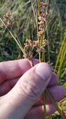 Juncus australis