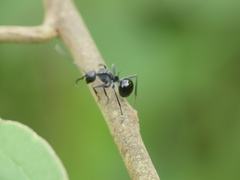 Polyrhachis gagates