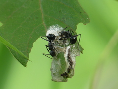 Polyrhachis gagates