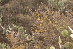Vachellia schaffneri