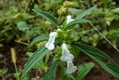 Leucas lavandulifolia