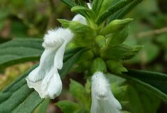 Leucas lavandulifolia