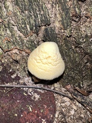 Volvariella bombycina flaviceps