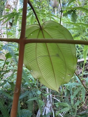 Miconia serrulata