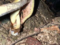 Volvariella bombycina flaviceps