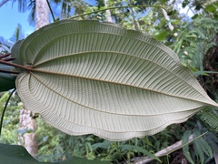 Miconia serrulata