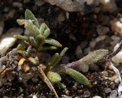 Draba breweri