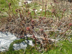 Acaena saccaticupula