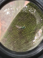 Condylostylus pruinosus