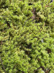 Racomitrium canescens