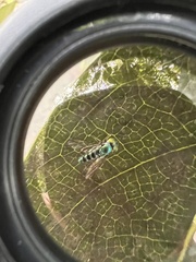 Condylostylus pruinosus