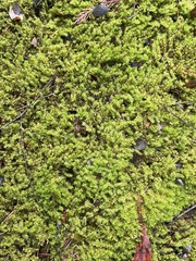 Racomitrium canescens