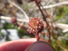 Acaena saccaticupula