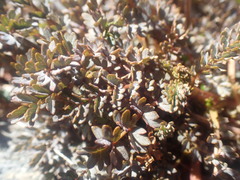 Acaena saccaticupula