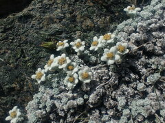 Leucogenes grandiceps