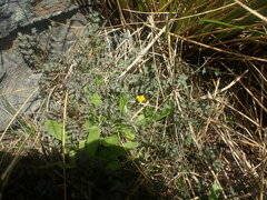 Taraxacum zealandicum