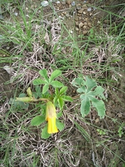 Cochlospermum wrightii