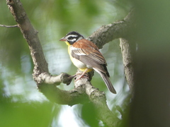 Emberiza flaviventris
