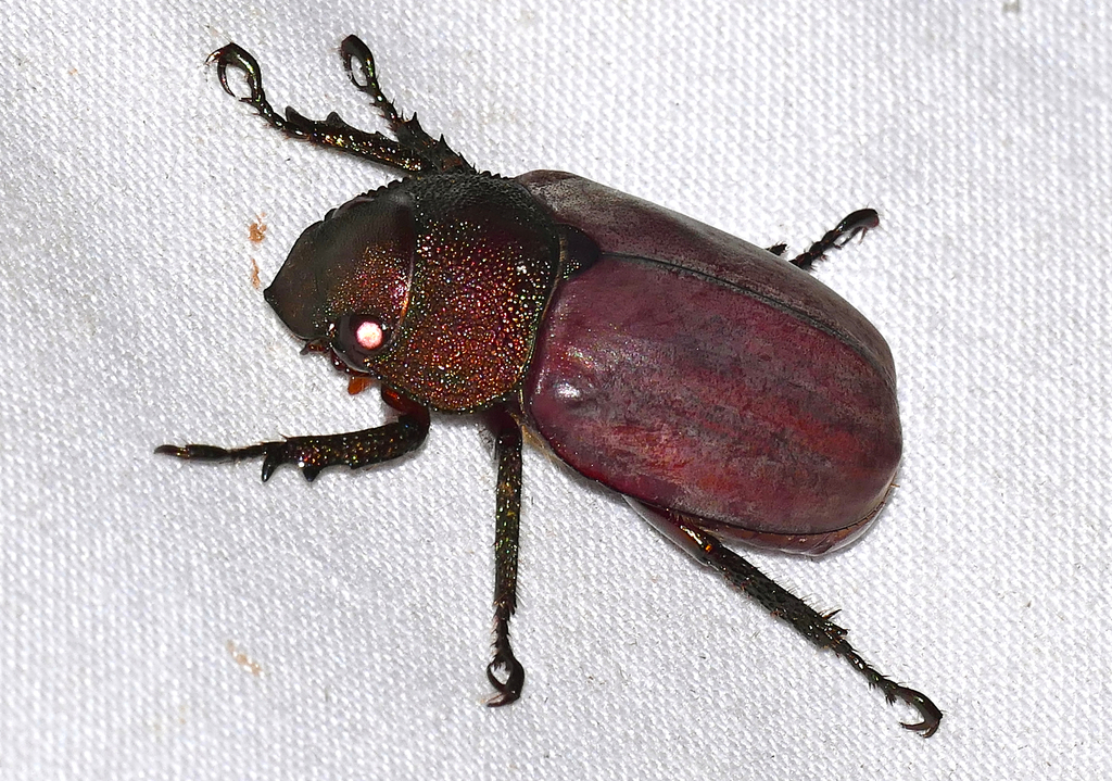 Spodochlamys caesarea