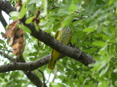 Oriolus auratus