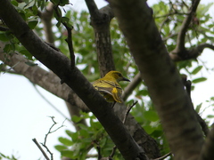 Oriolus auratus