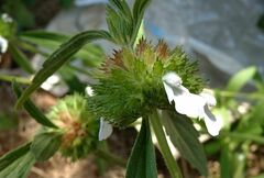 Leucas lavandulifolia