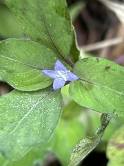 Coccocypselum herbaceum