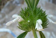 Leucas lavandulifolia