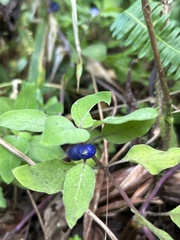 Coccocypselum herbaceum