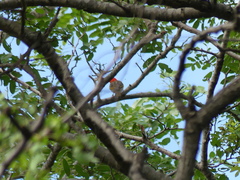 Anaplectes rubriceps