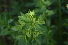 Euphorbia platyphyllos