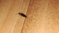 Athous haemorrhoidalis