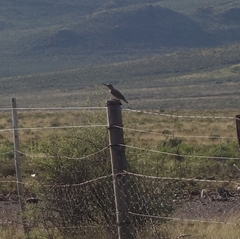 Geocolaptes olivaceus