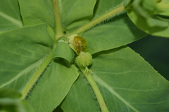 Euphorbia platyphyllos