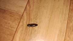 Athous haemorrhoidalis