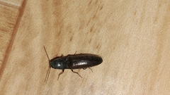 Athous haemorrhoidalis