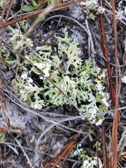 Cladonia prostrata