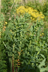 Euphorbia platyphyllos