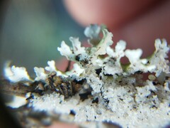 Cladonia prostrata