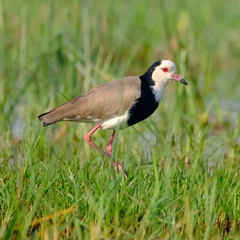 Vanellus crassirostris