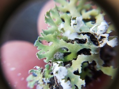 Cladonia prostrata