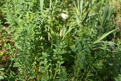 Euphorbia platyphyllos